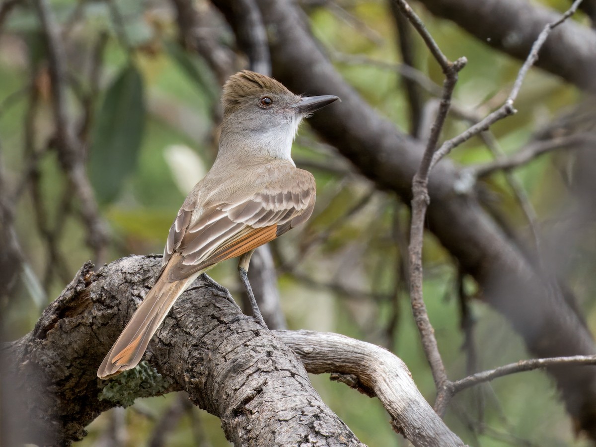 Brown-crested Flycatcher - ML620249790