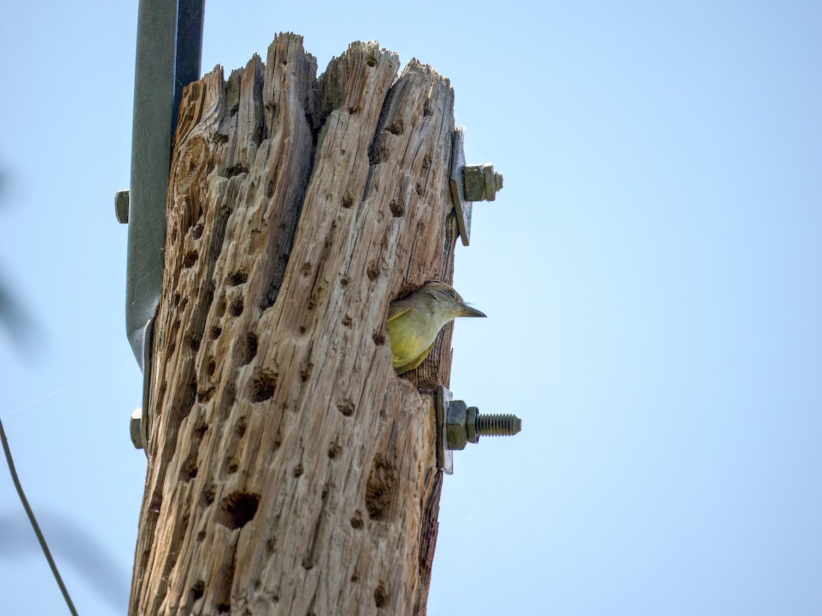 Brown-crested Flycatcher - ML620249791