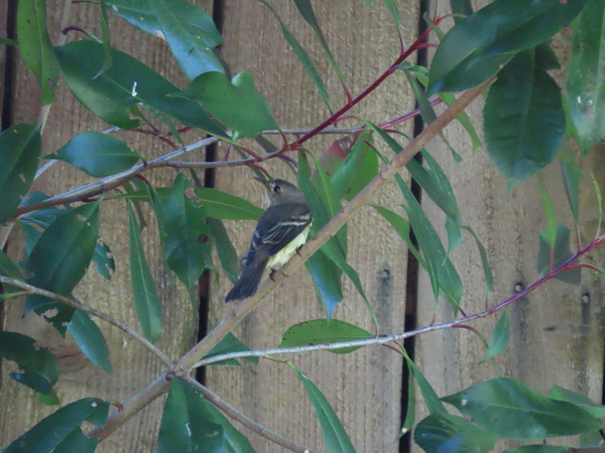 Willow Flycatcher - ML620249794