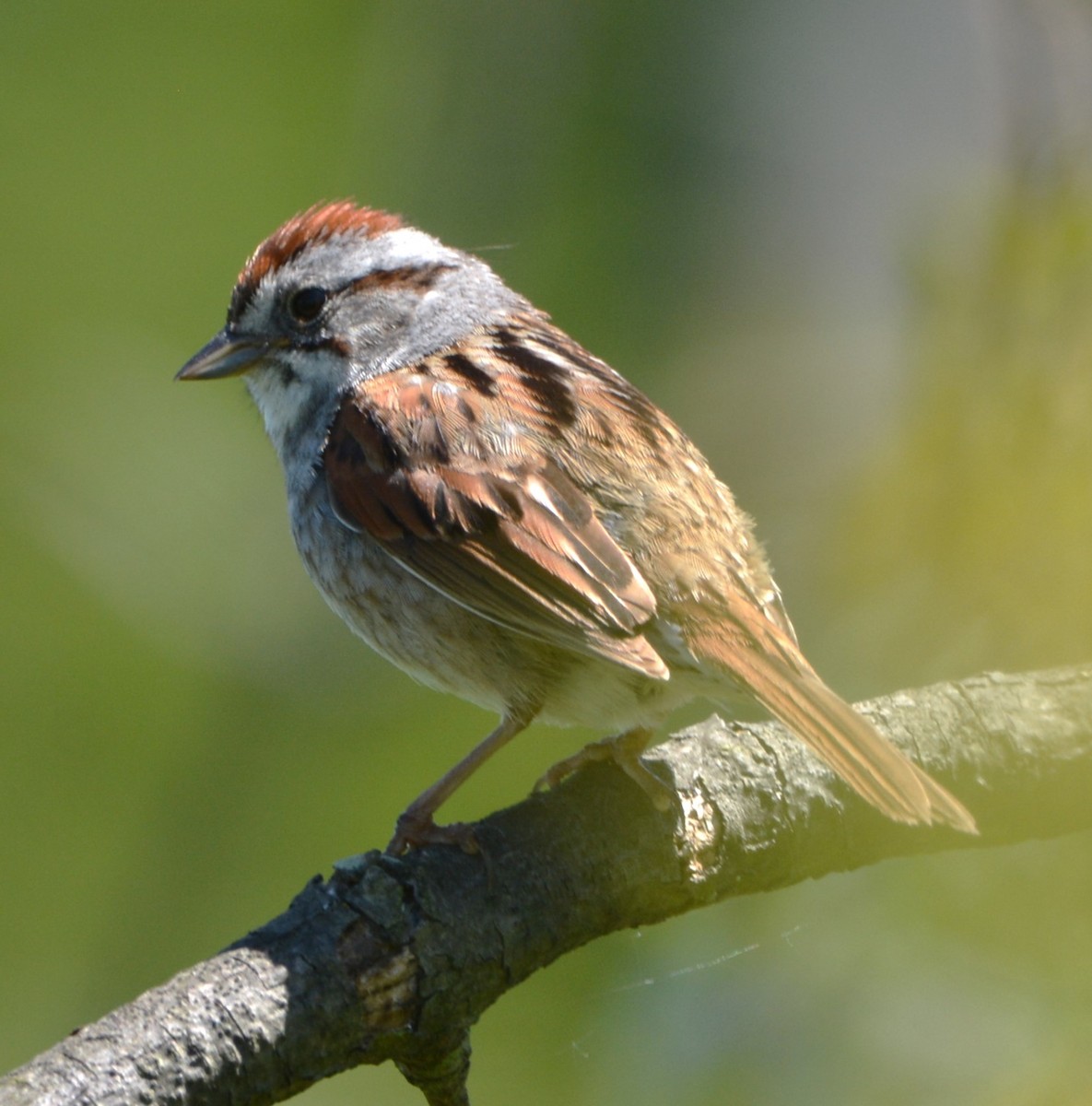 Swamp Sparrow - ML620249795