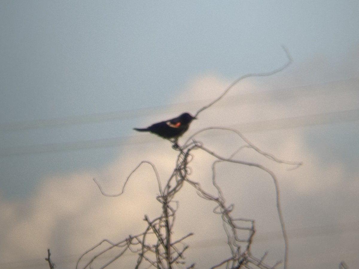 Red-winged Blackbird - ML620249801