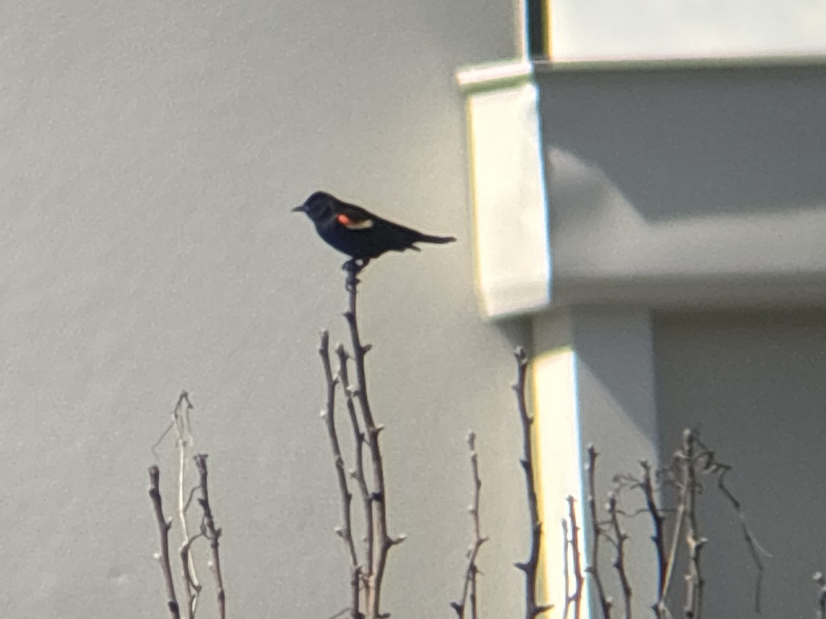 Red-winged Blackbird - ML620249802