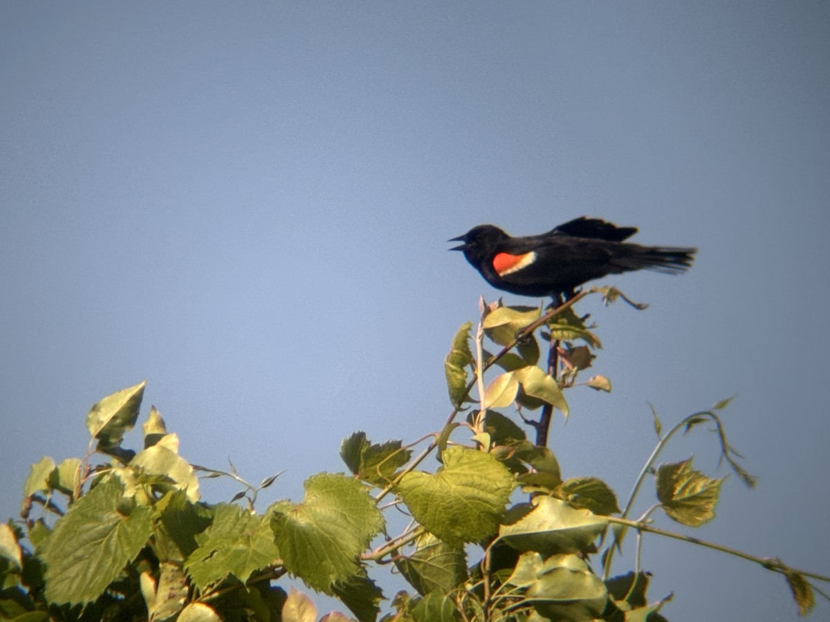 Red-winged Blackbird - ML620249803