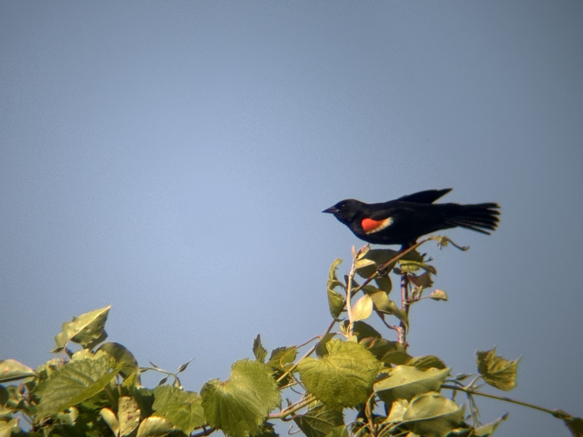 Red-winged Blackbird - ML620249804