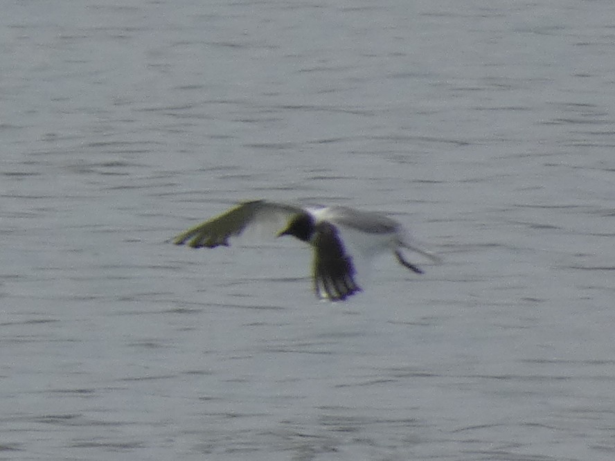 Sabine's Gull - ML620249809