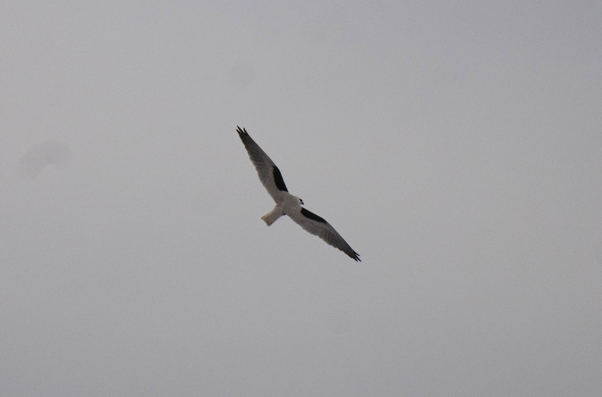 Black-shouldered Kite - ML620249813