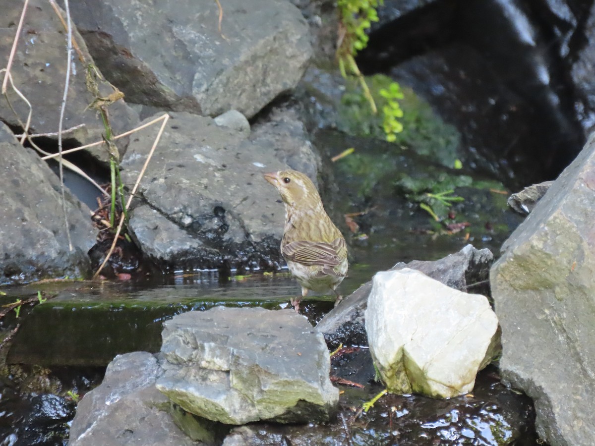 Purple Finch - ML620249814