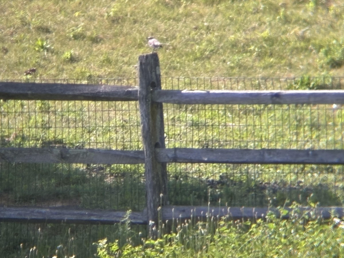 Northern Mockingbird - ML620249815