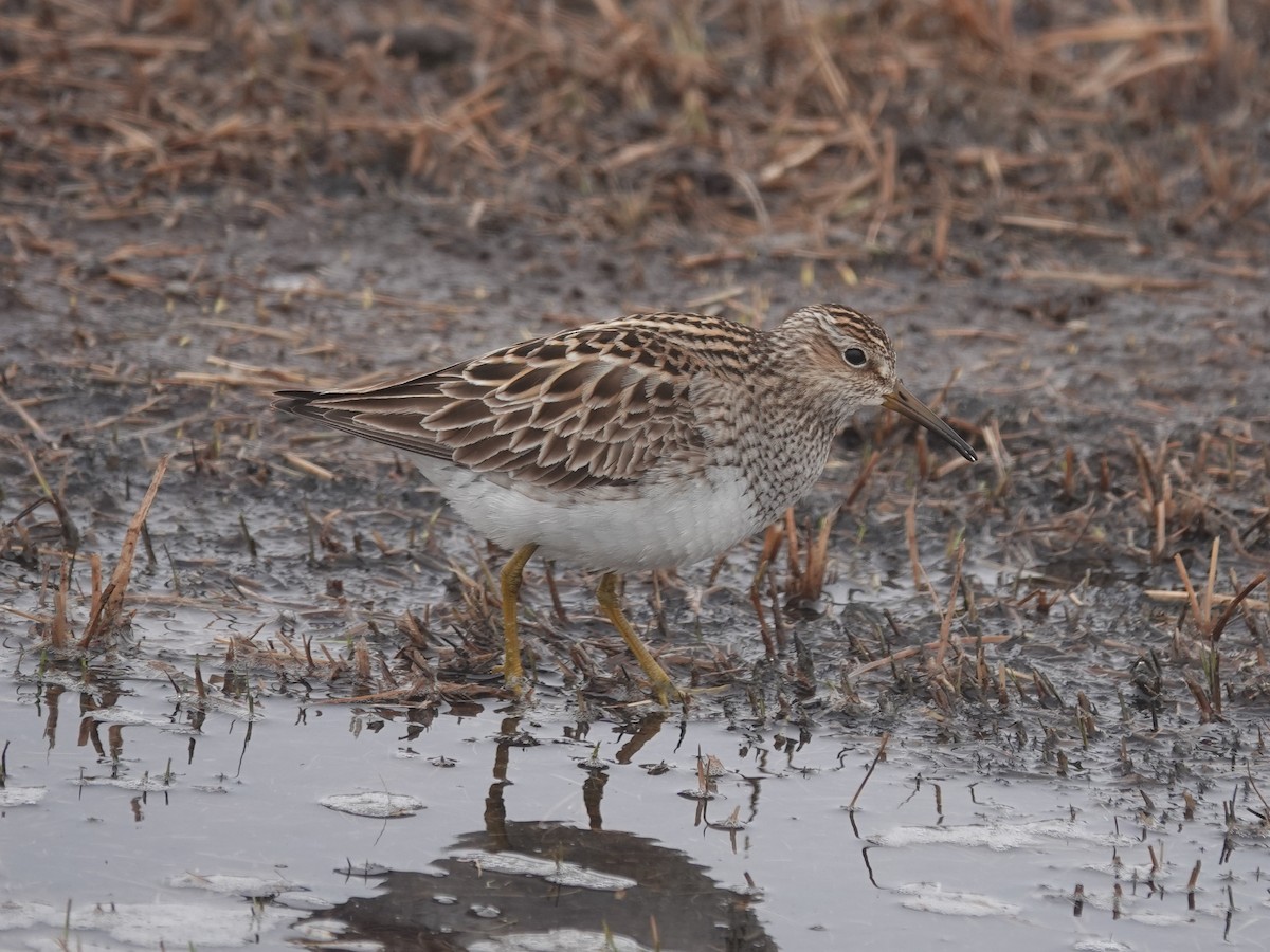 Graubrust-Strandläufer - ML620249816