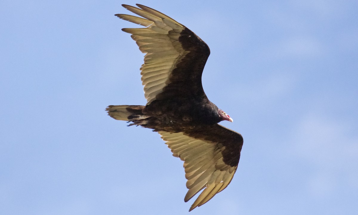 Turkey Vulture - ML620249817