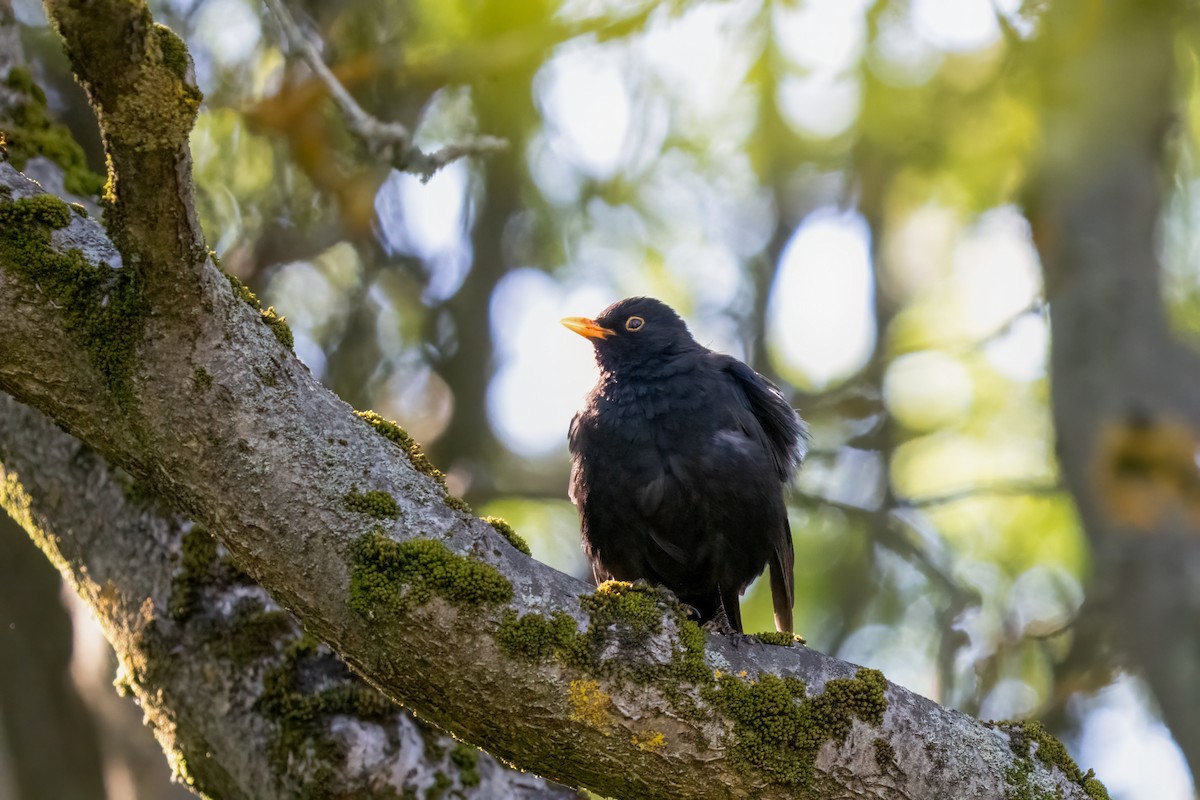 Eurasian Blackbird - ML620249818