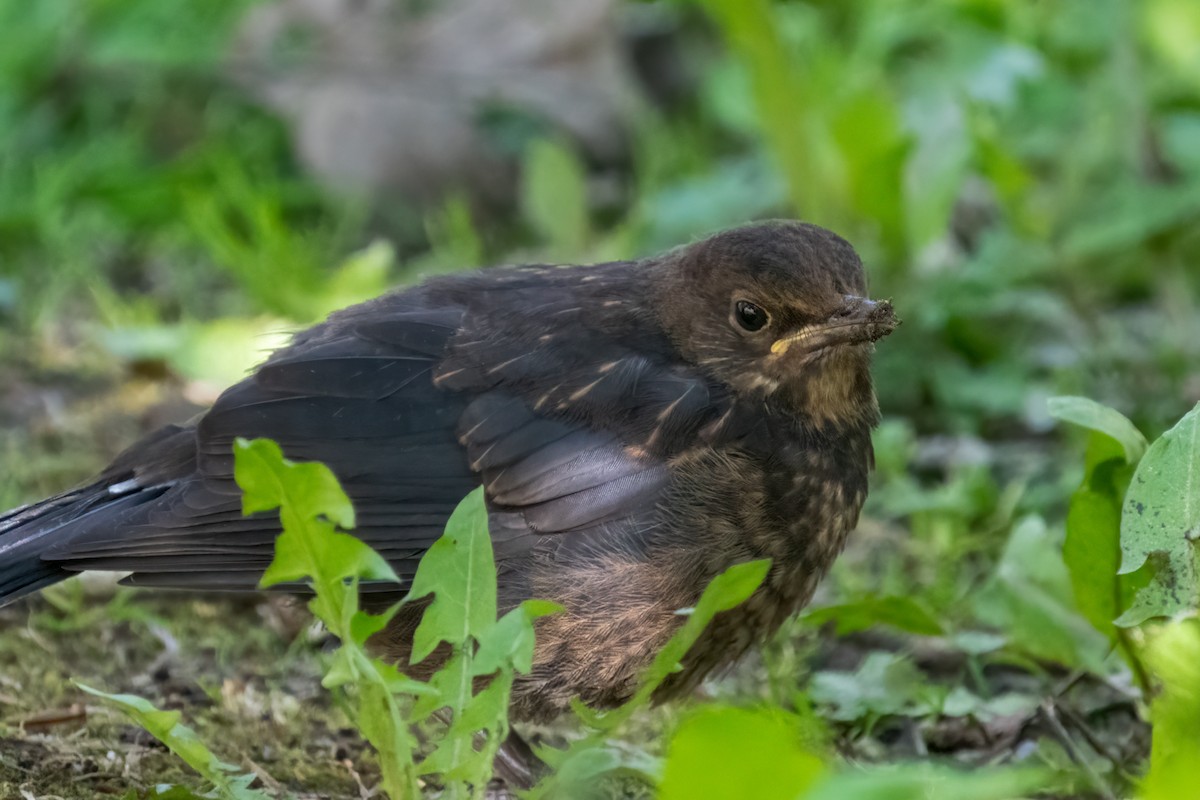 Eurasian Blackbird - ML620249825