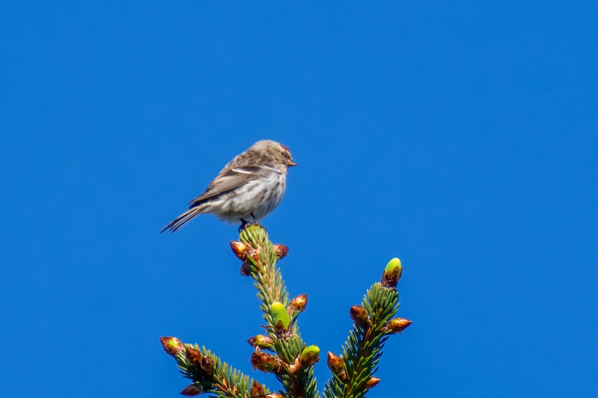 Common Redpoll - ML620249828