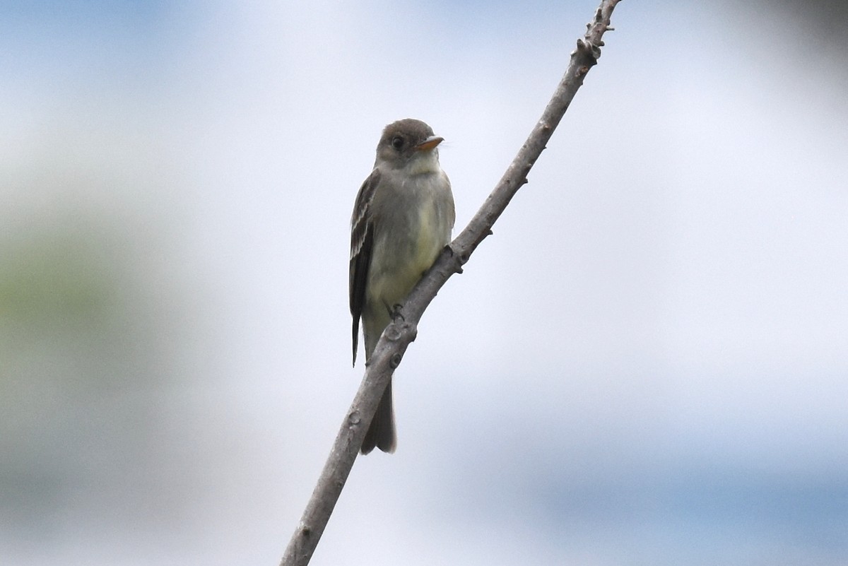 Eastern Wood-Pewee - ML620249840