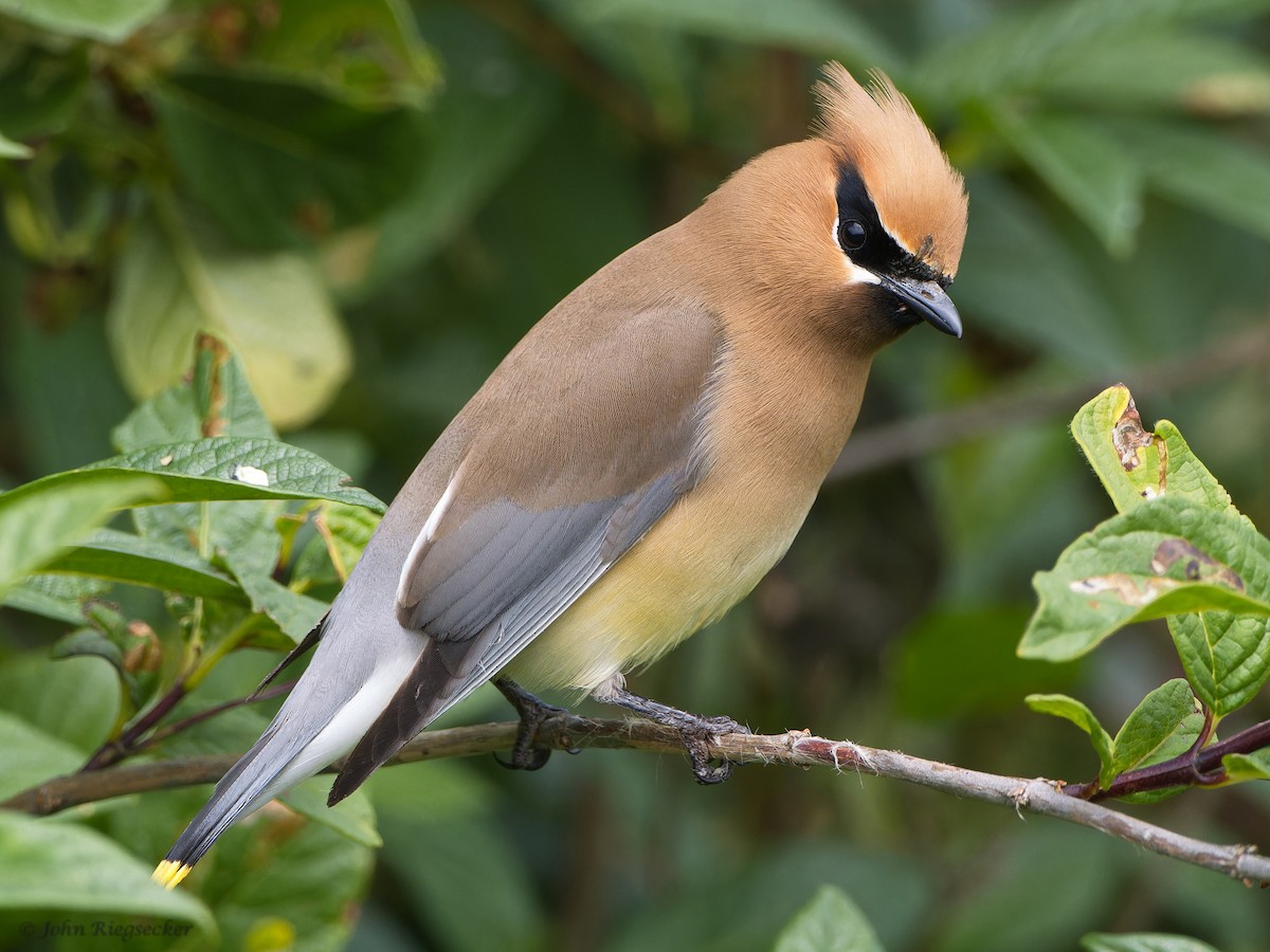 Cedar Waxwing - ML620249842