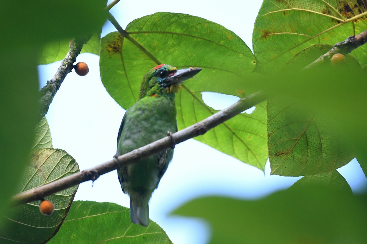 Red-throated Barbet - ML620249853
