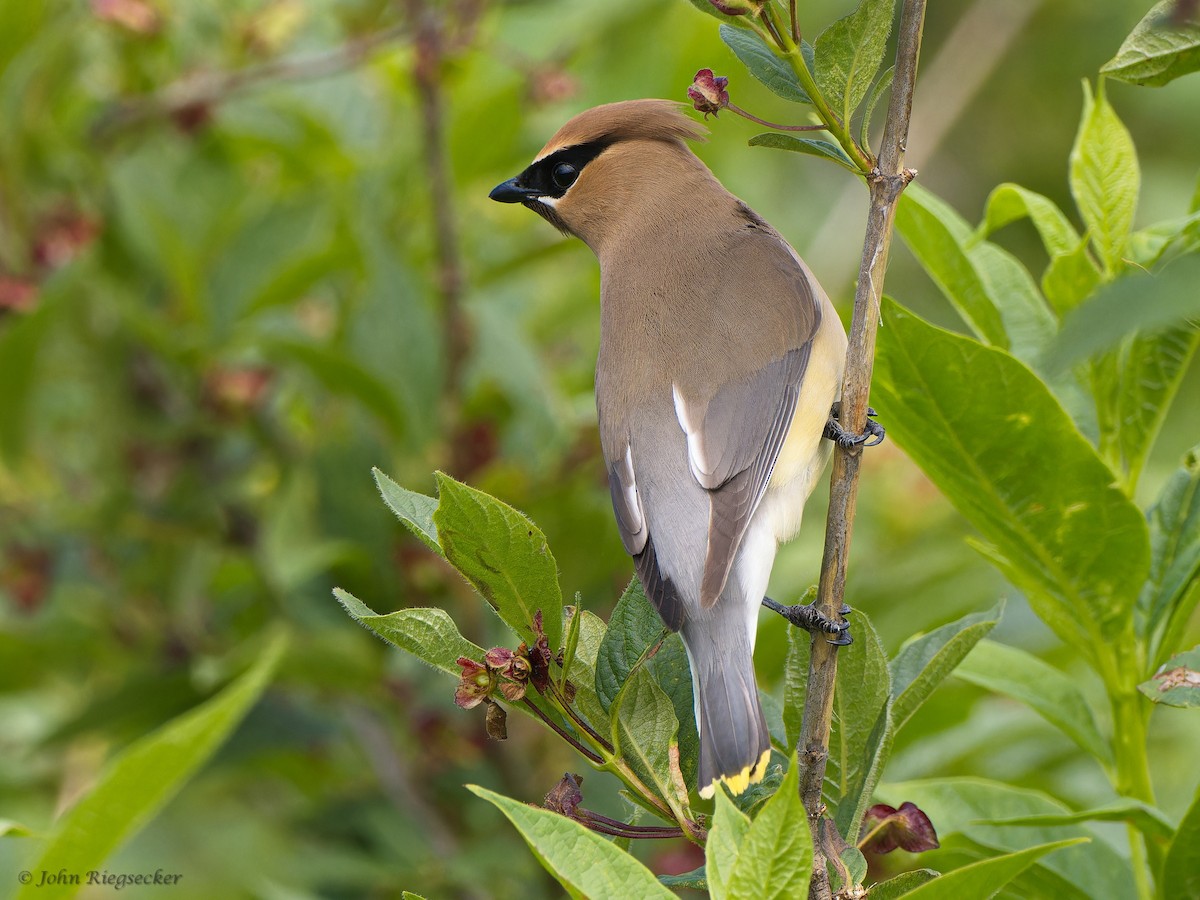 Cedar Waxwing - ML620249856