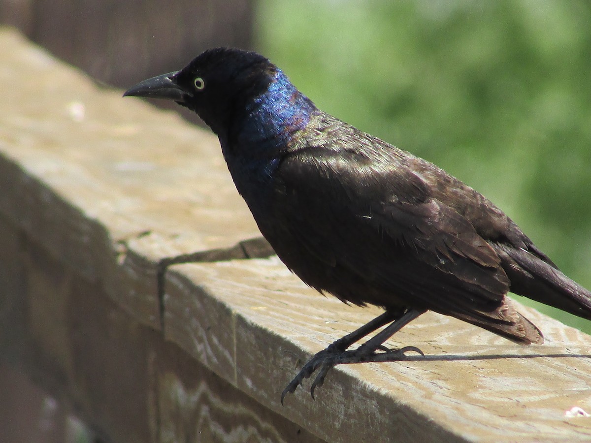 Common Grackle - ML620249870