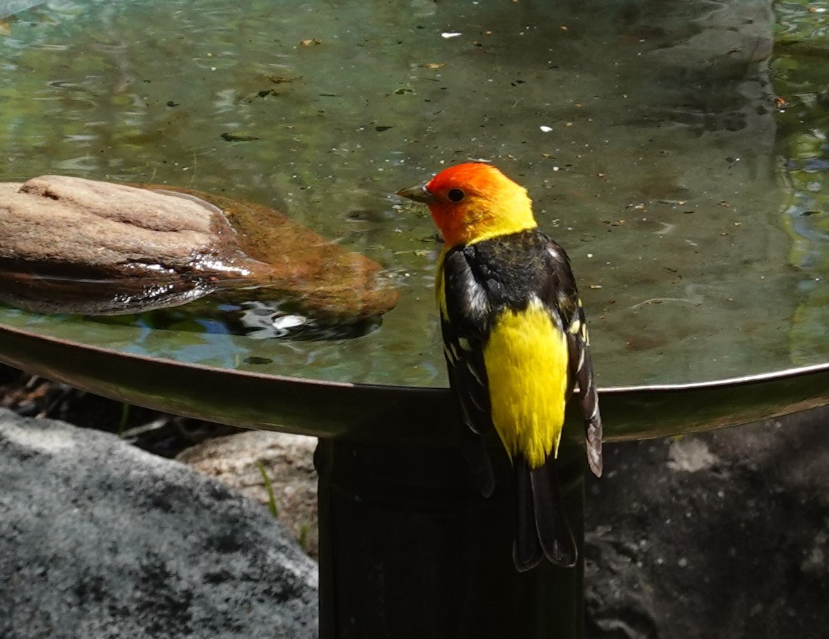 Western Tanager - ML620249871