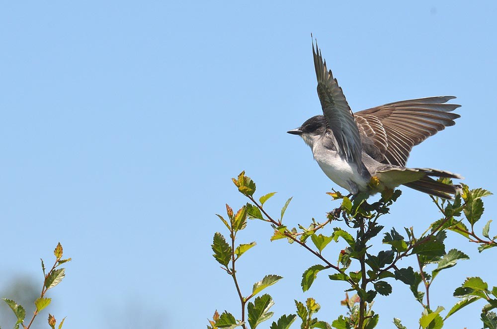 Eastern Kingbird - ML620249872