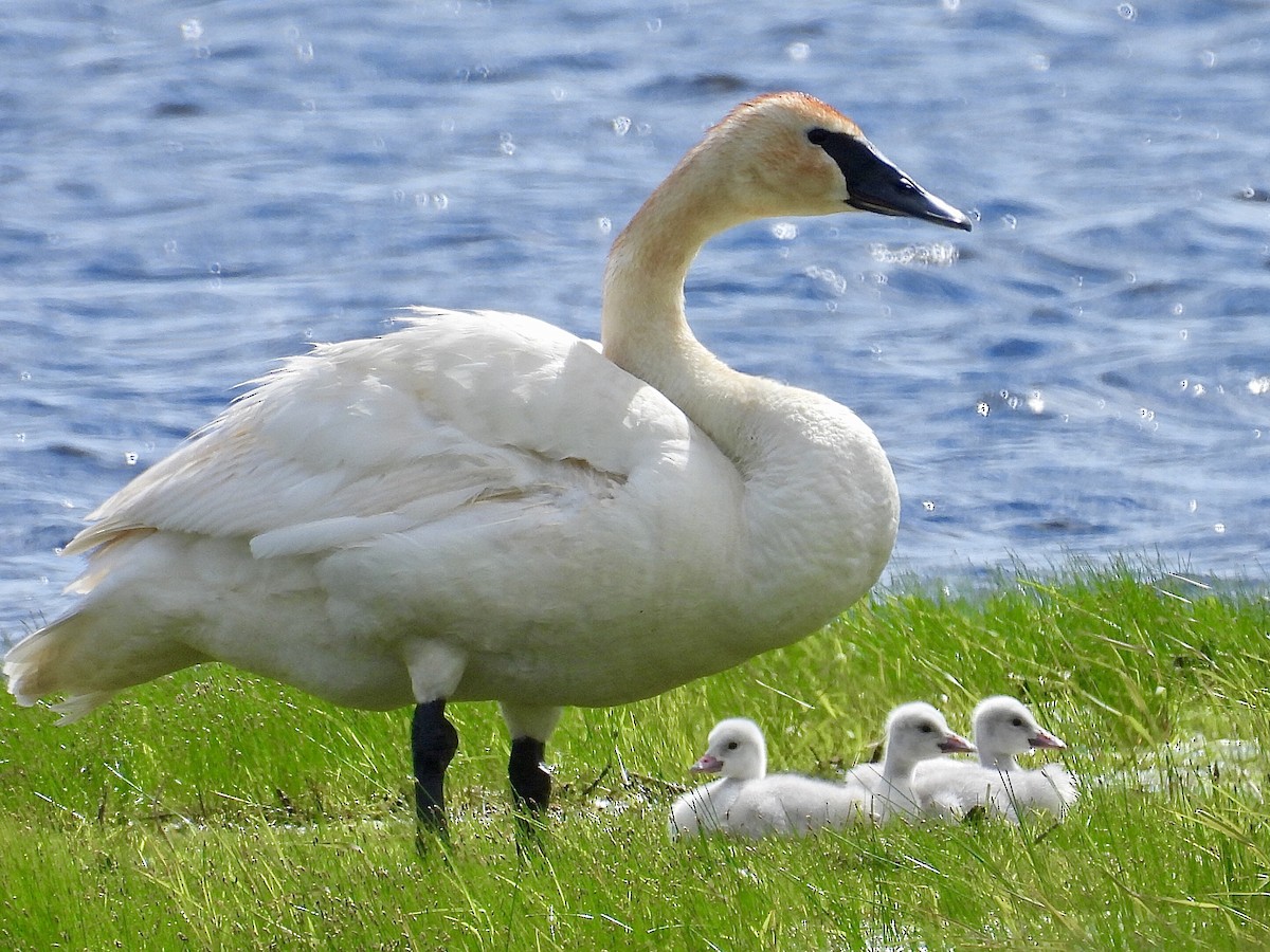 Trumpeter Swan - ML620249877