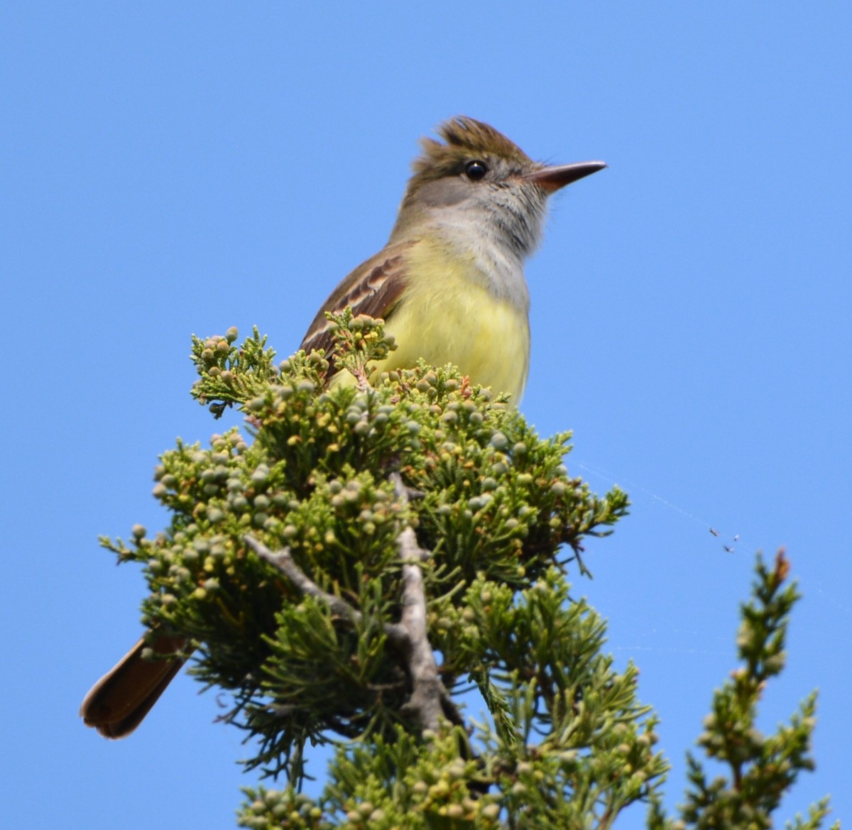 Great Crested Flycatcher - ML620249879