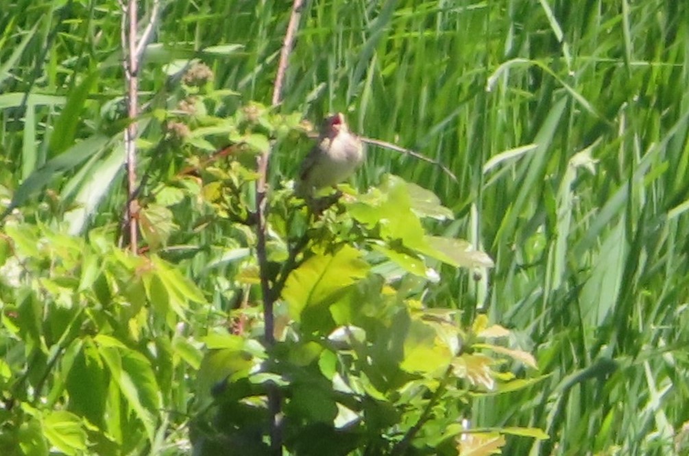 Grasshopper Sparrow - ML620249880