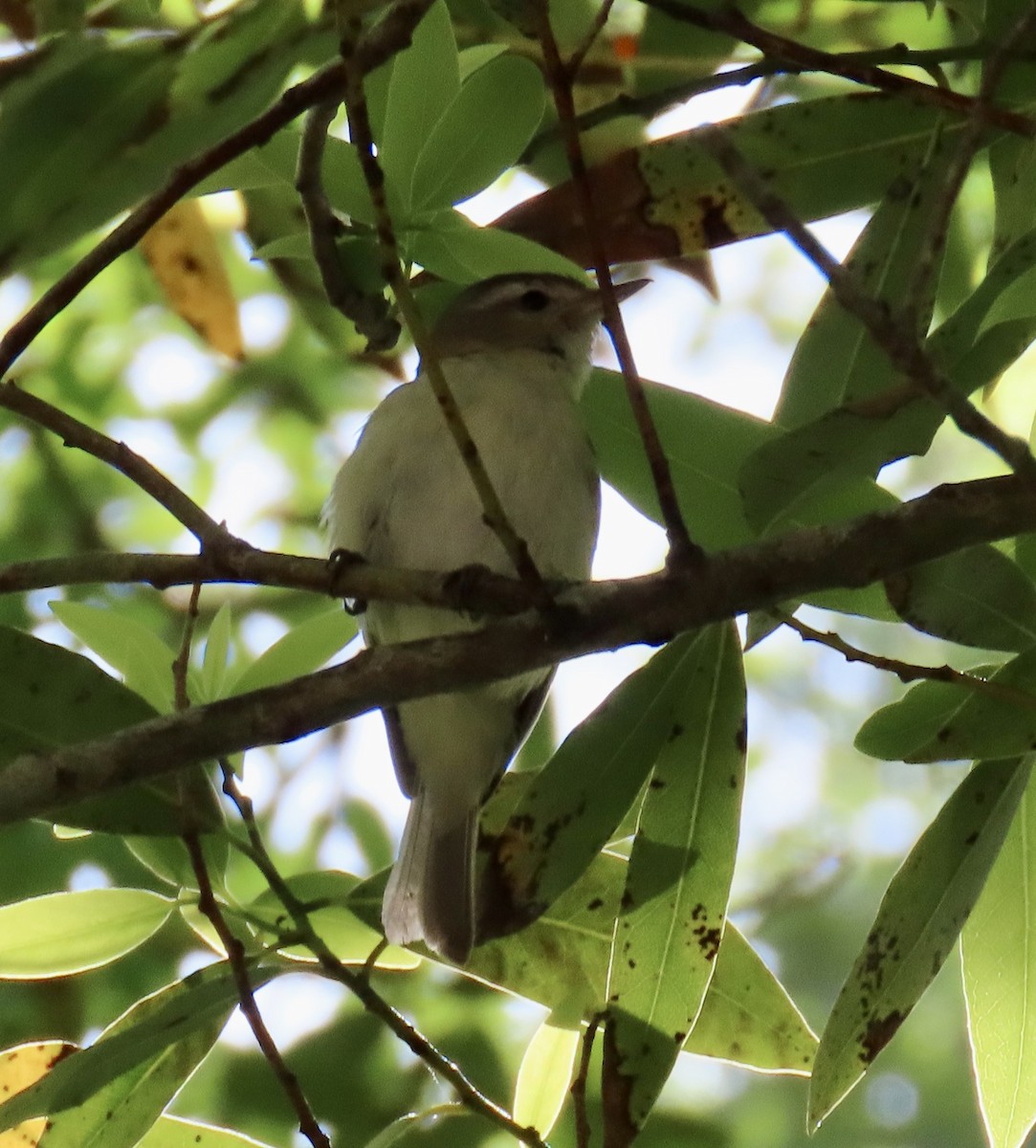 Ötücü Vireo - ML620249884