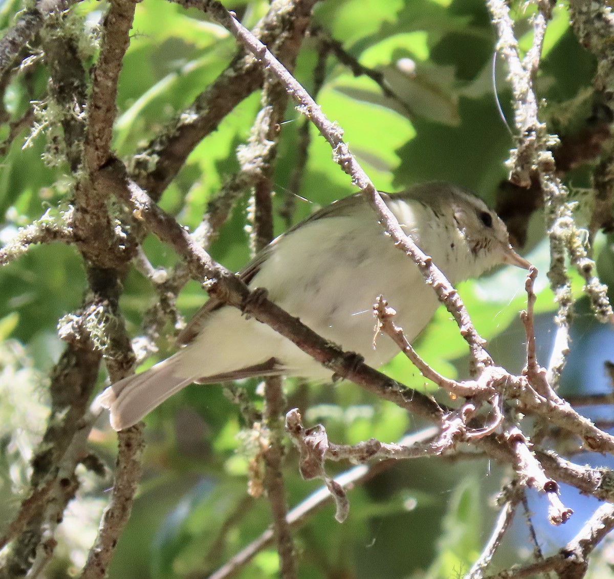 Ötücü Vireo - ML620249886