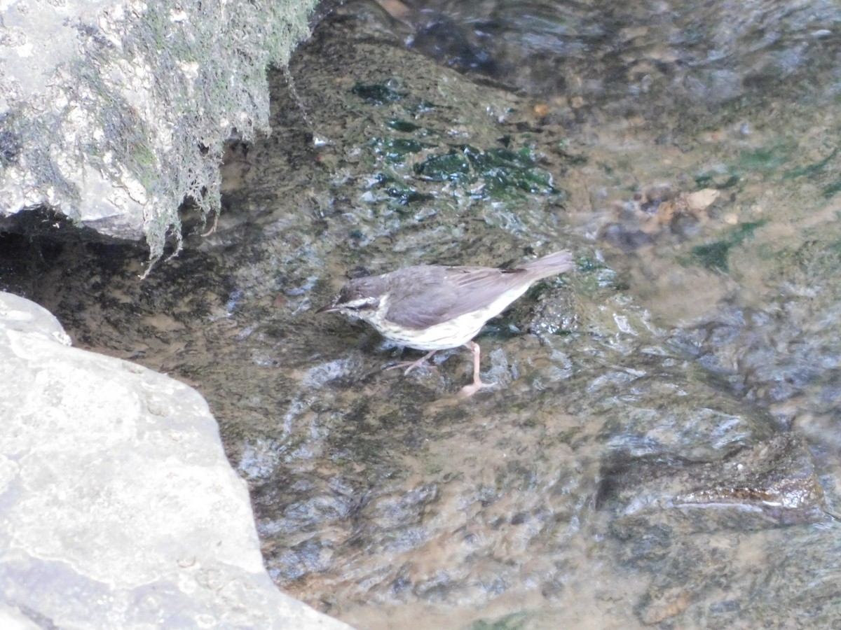 Louisiana Waterthrush - ML620249890