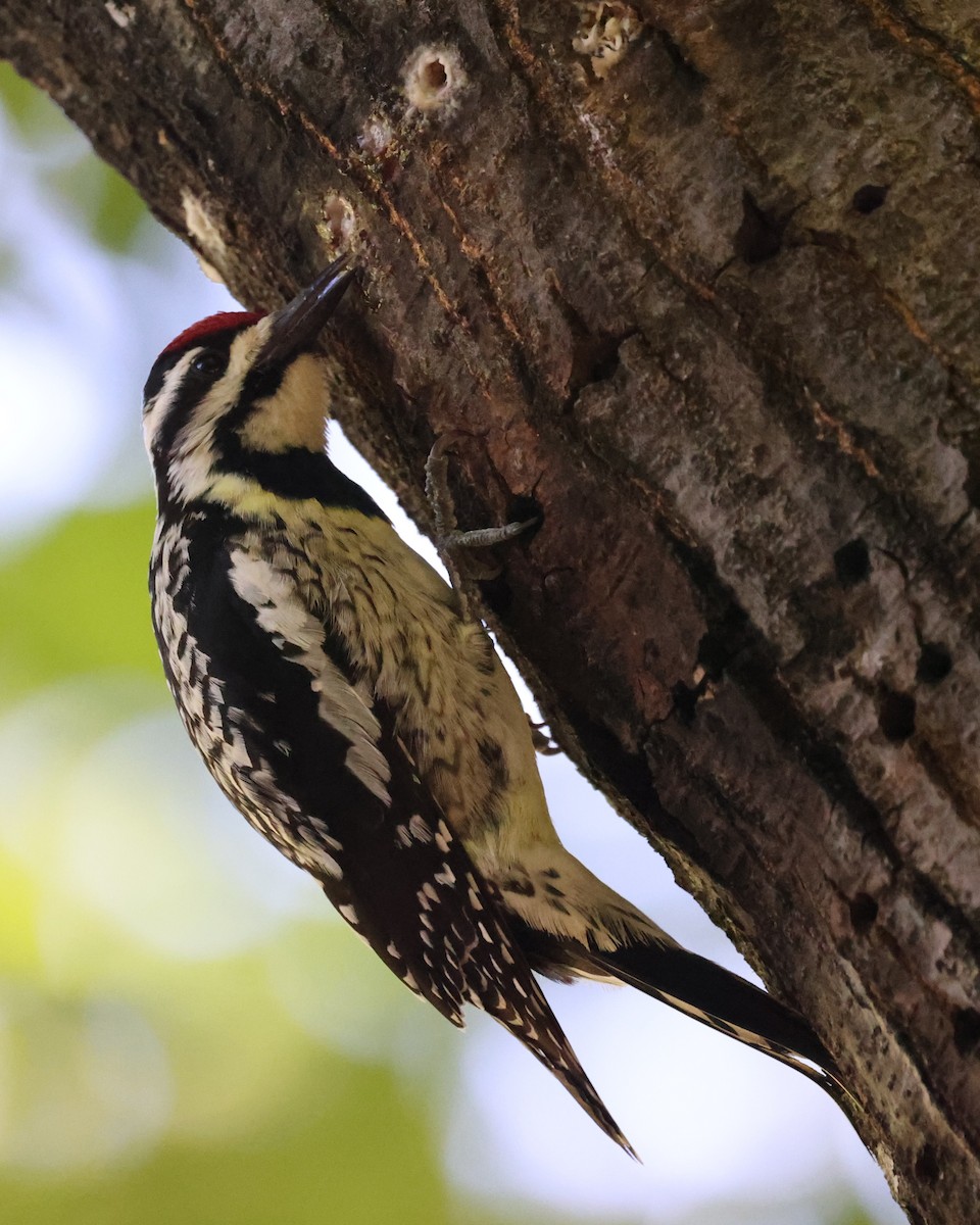 Yellow-bellied Sapsucker - Kathy Richardson