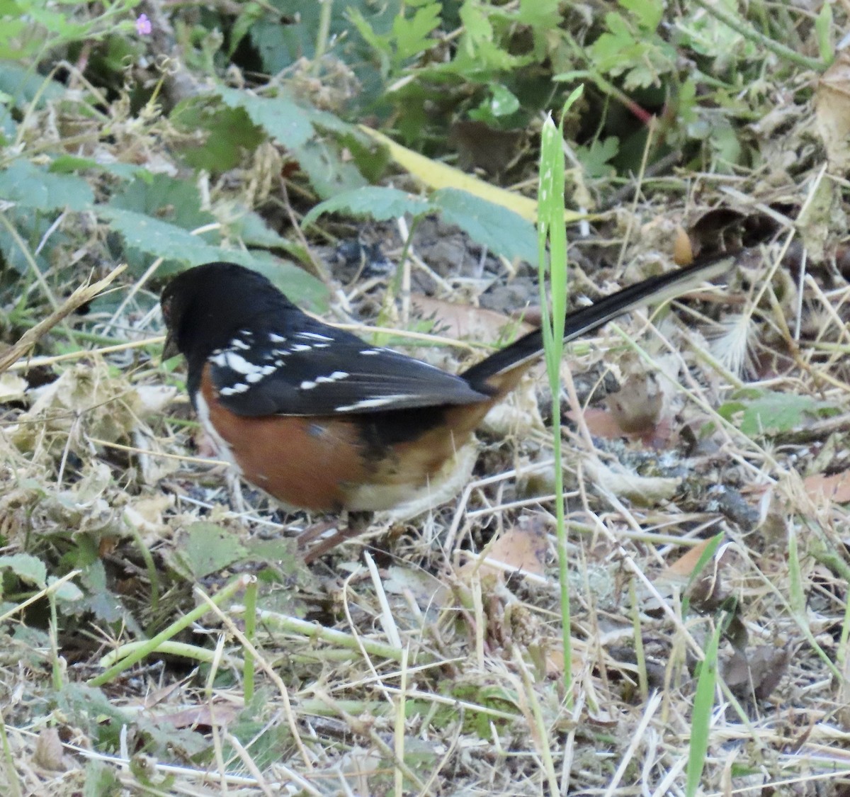 Spotted Towhee - ML620249896