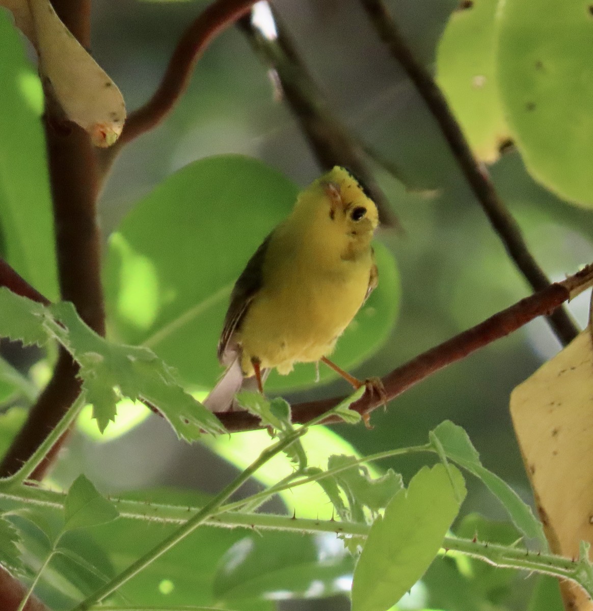 Wilson's Warbler - ML620249906