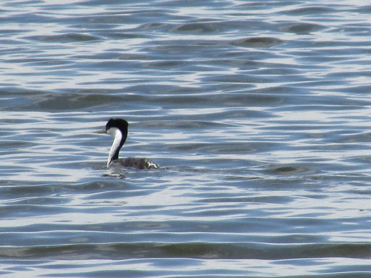 Western Grebe - ML620249913