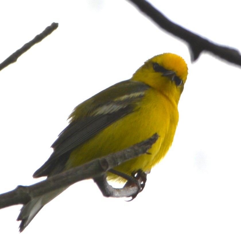 Blue-winged Warbler - ML620249914