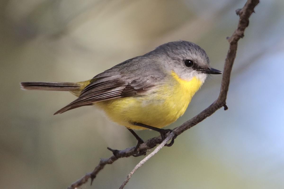 Eastern Yellow Robin - ML620249915