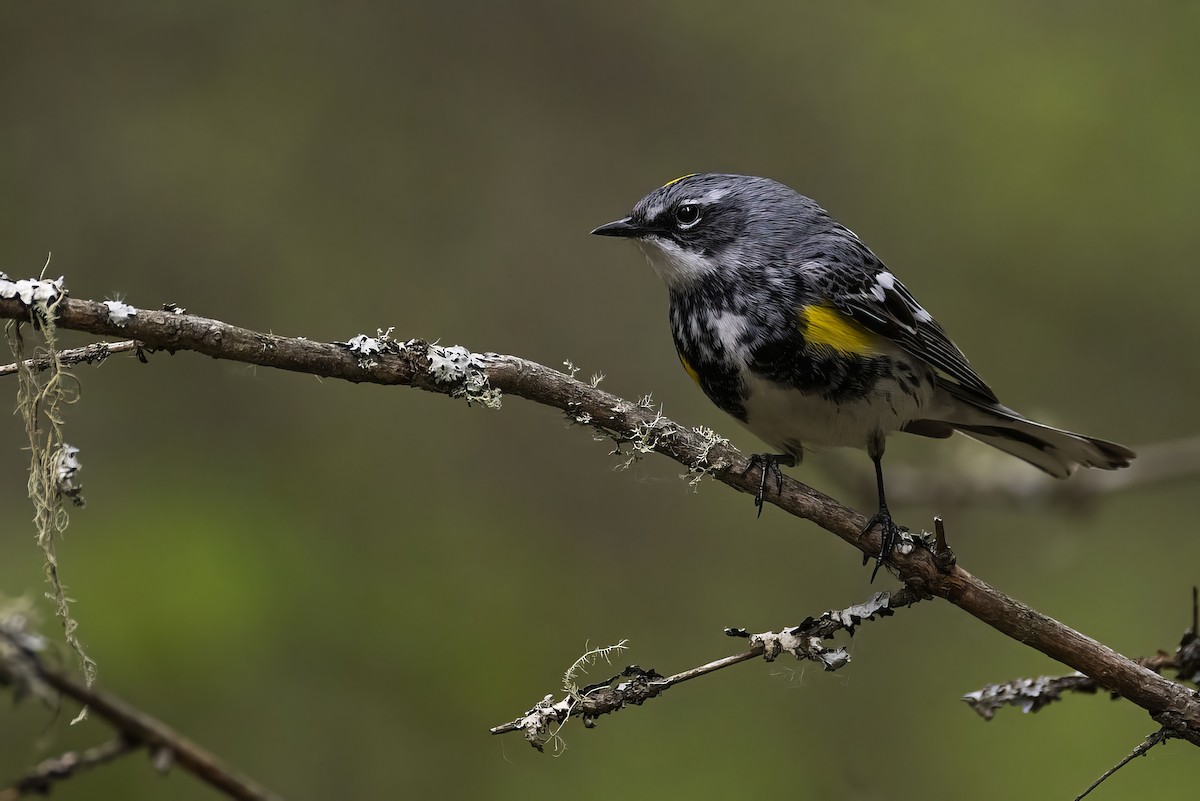 Yellow-rumped Warbler - ML620249921