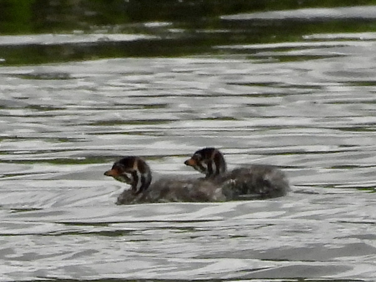 Pied-billed Grebe - ML620249937