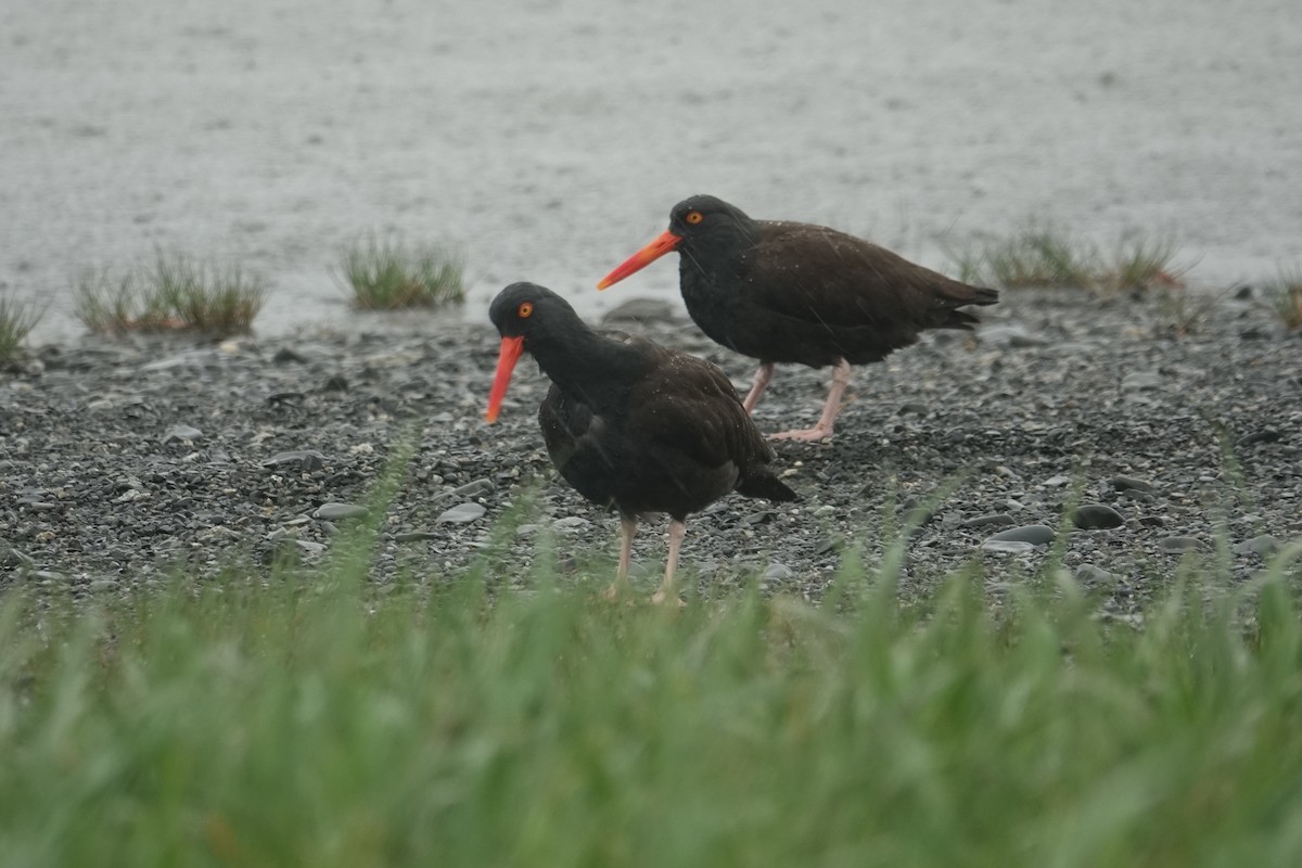 Black Oystercatcher - ML620249938