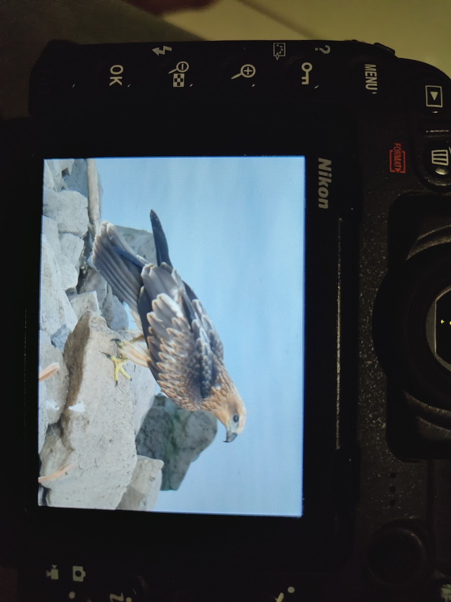 Brahminy Kite - ML620249939