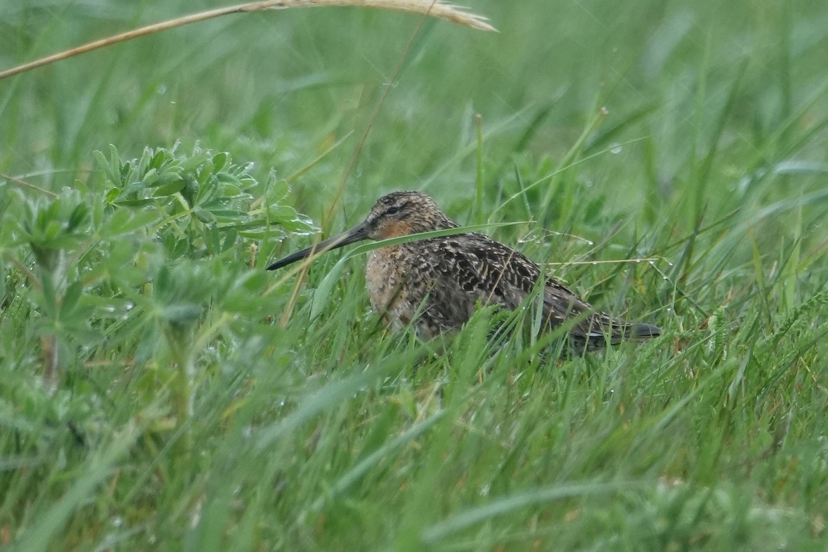 kortnebbekkasinsnipe - ML620249940