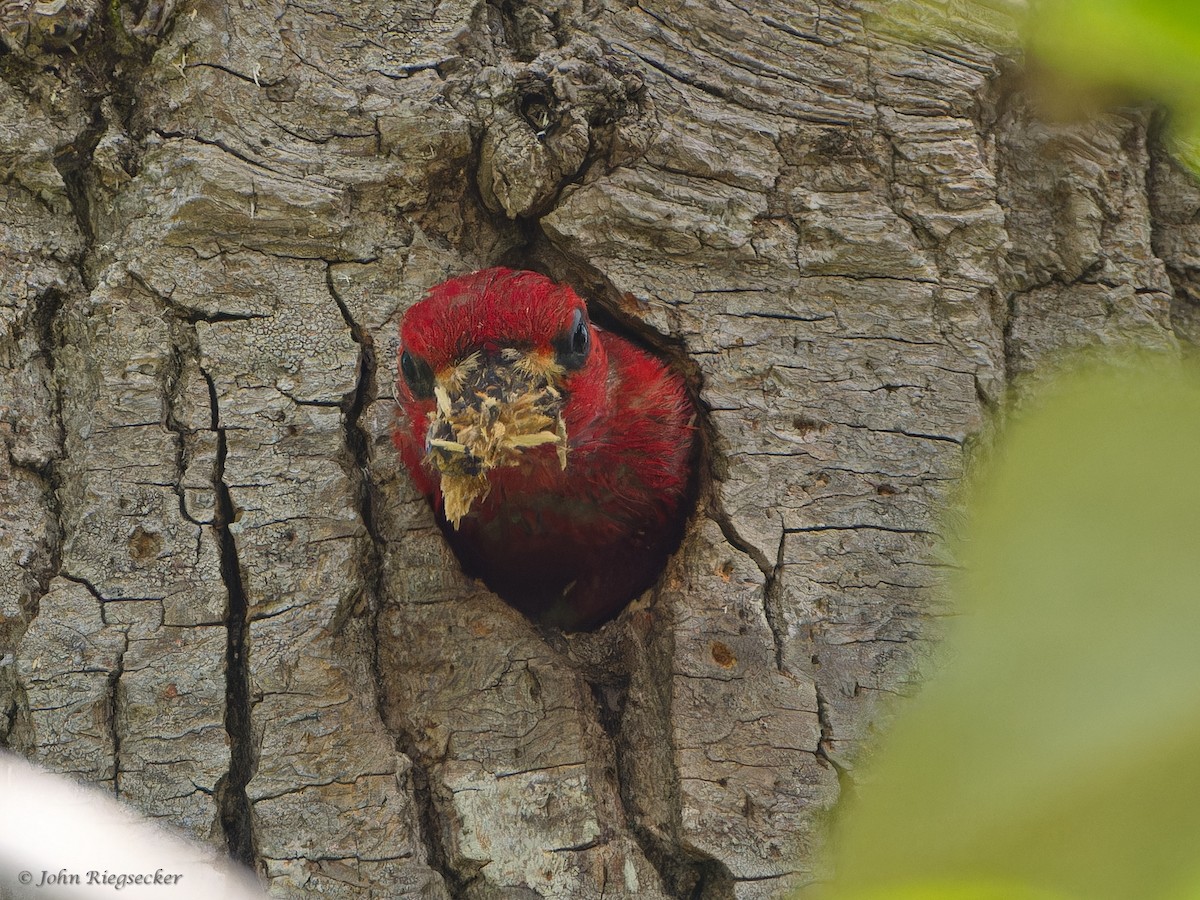 Red-breasted Sapsucker - ML620249941