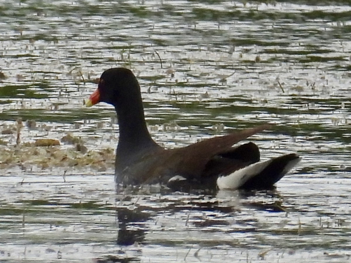 Common Gallinule - ML620249944