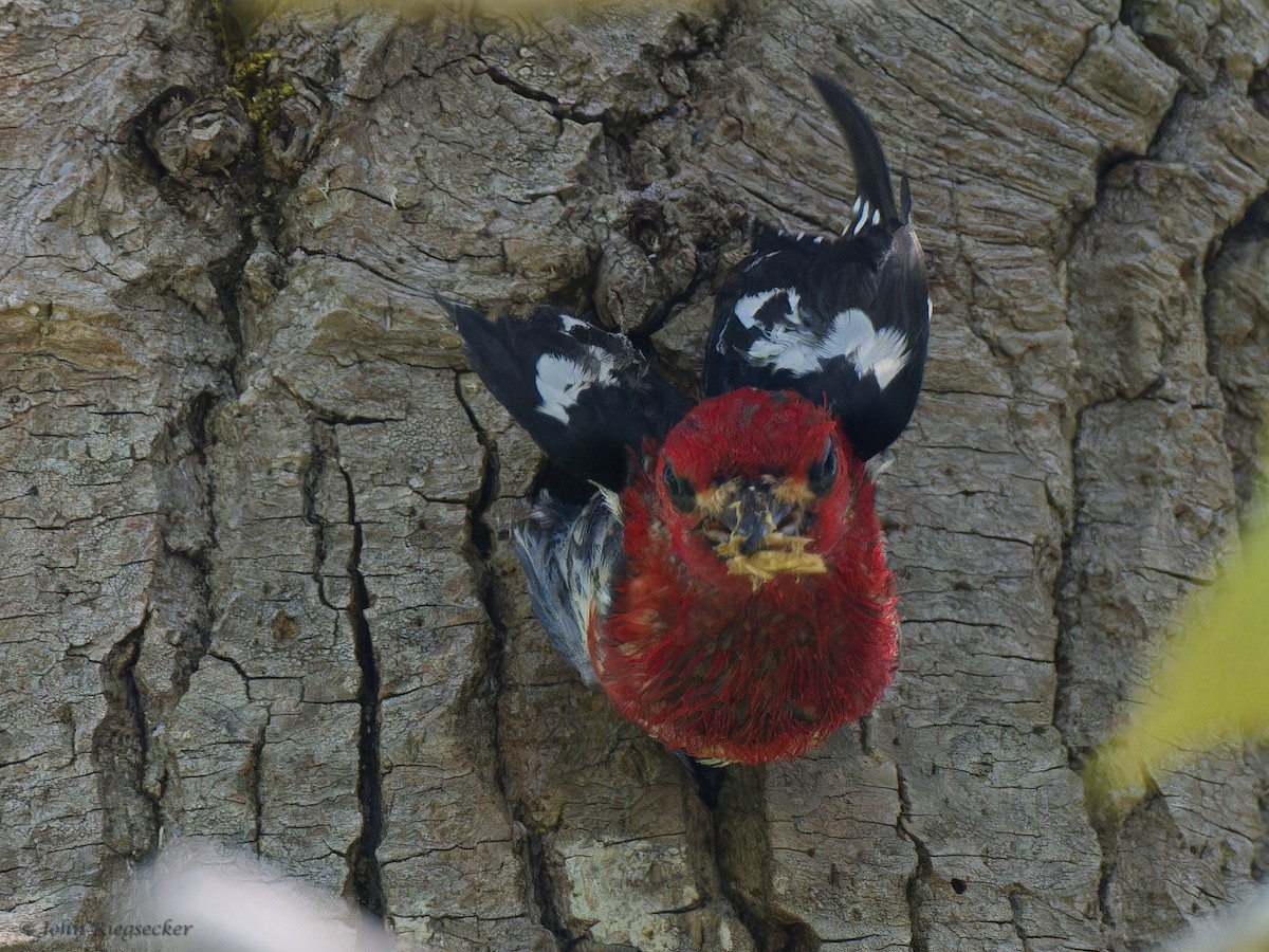 Red-breasted Sapsucker - ML620249950