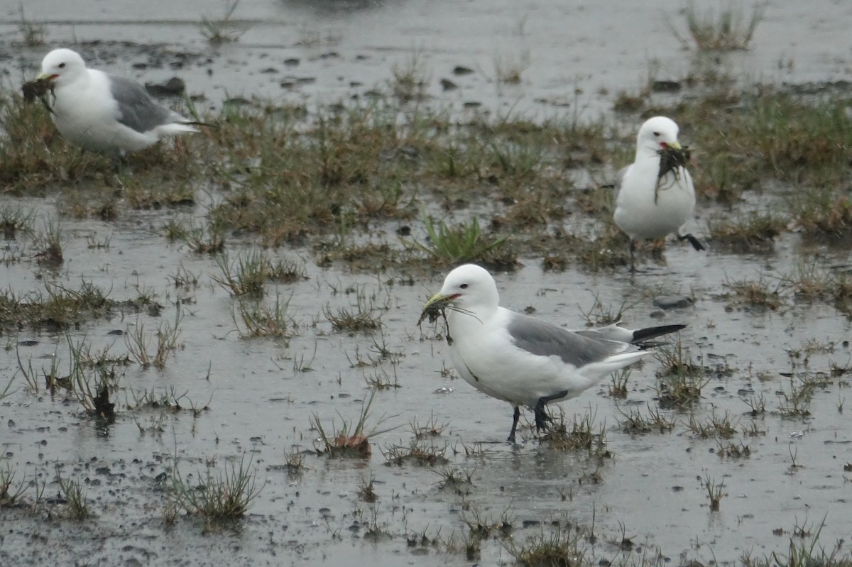 Gaviota Tridáctila - ML620249951