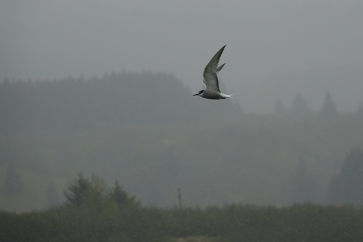 Aleutian Tern - ML620249954