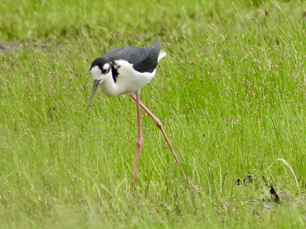 Black-necked Stilt - ML620249961