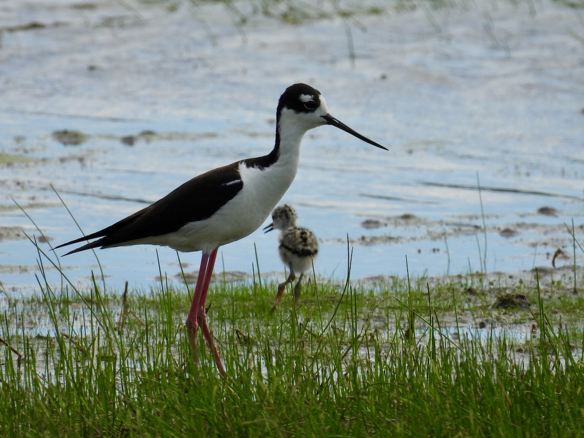 Black-necked Stilt - ML620249963