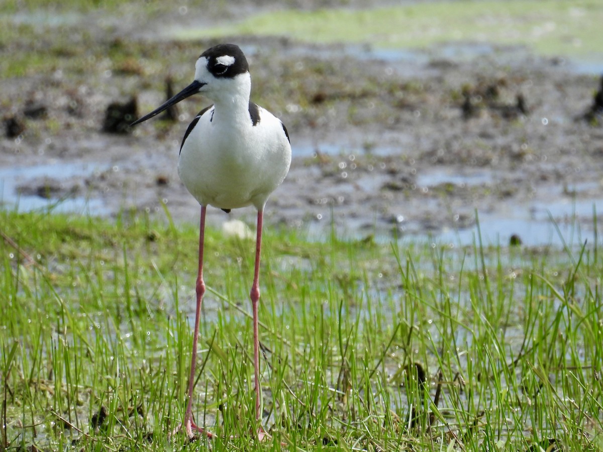 Black-necked Stilt - ML620249964