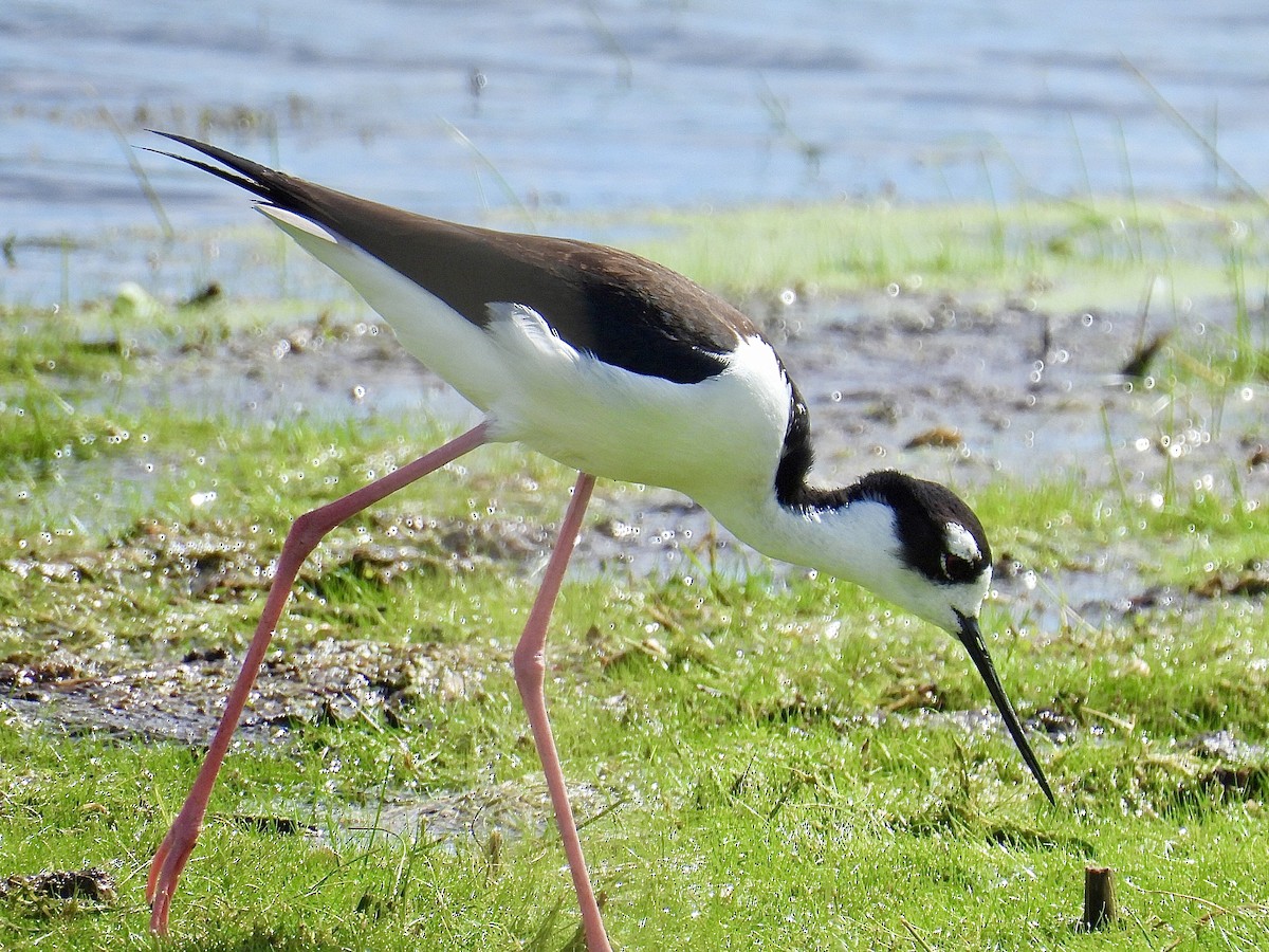 Black-necked Stilt - ML620249966